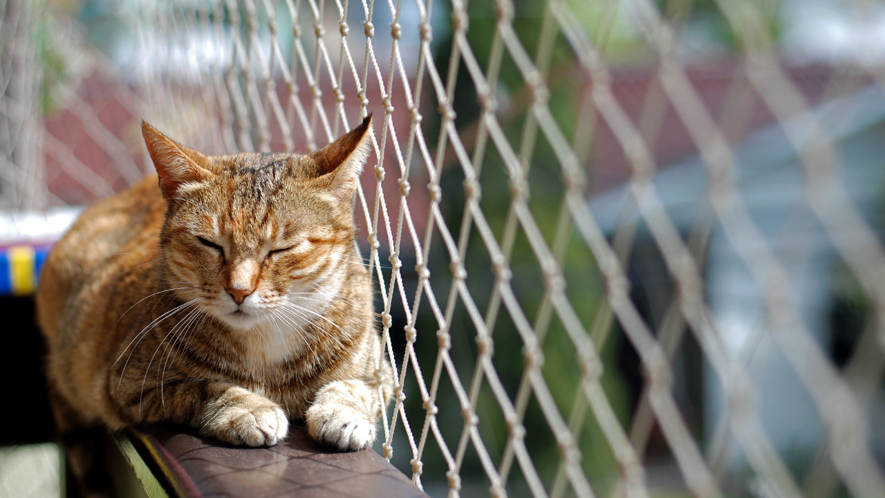Getigerte Katze liegt entspannt in der Sonne auf einem Balkongeländer, gesichert durch ein Schutznetz im Hintergrund.