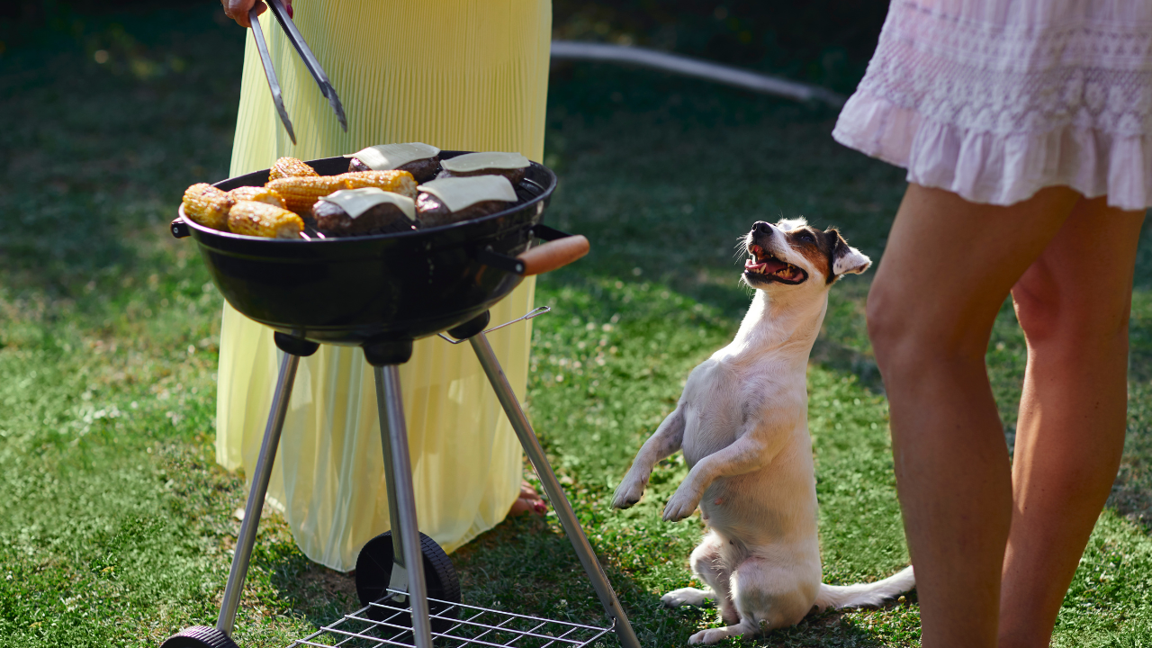 4_Diese Lebensmittel beim Grillen sind für Hunde gefährlich Kleiner Hund sitzt bettelnd auf den Hinterbeinen neben einem Grill mit Maiskolben im Garten.