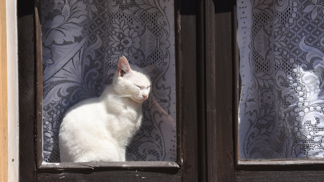 Weiße Katze sitzt mit geschlossenen Augen hinter einer Fensterscheibe vor Spitzenvorhang und genießt die Sonne.