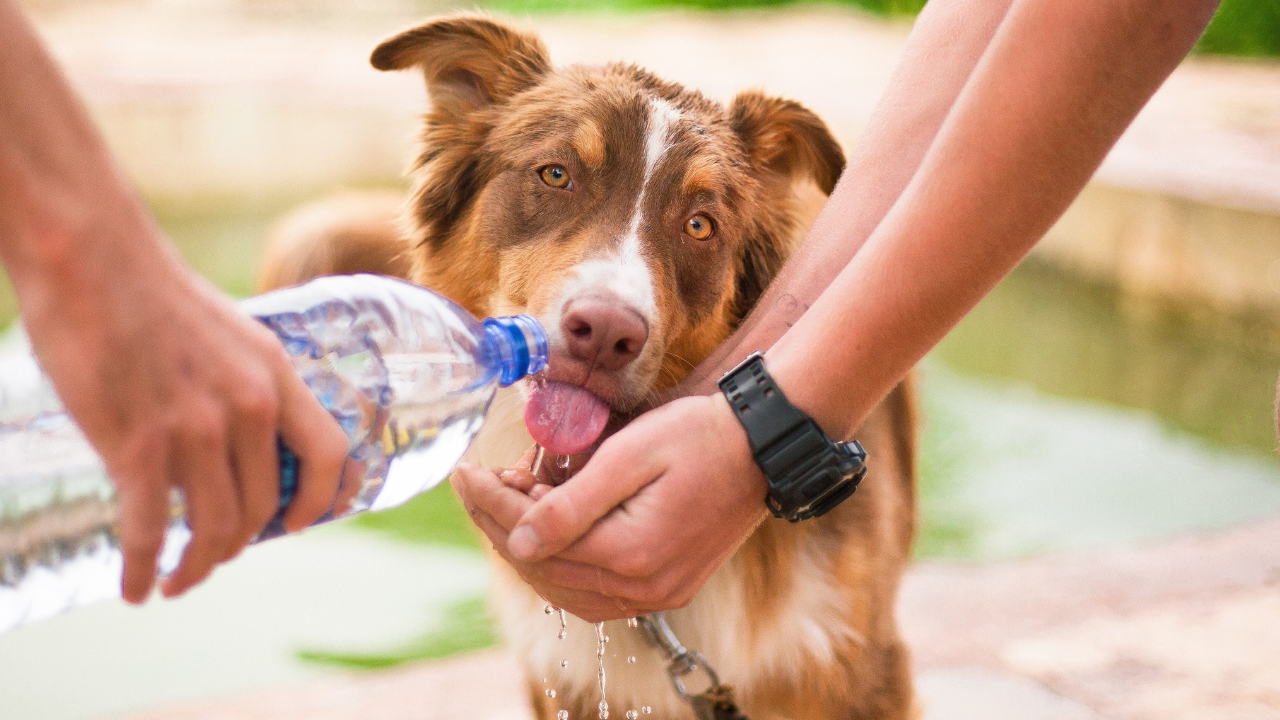 Hund trinkt an einem heißen Sommertag Wasser aus der Hand seiner Besitzerin.