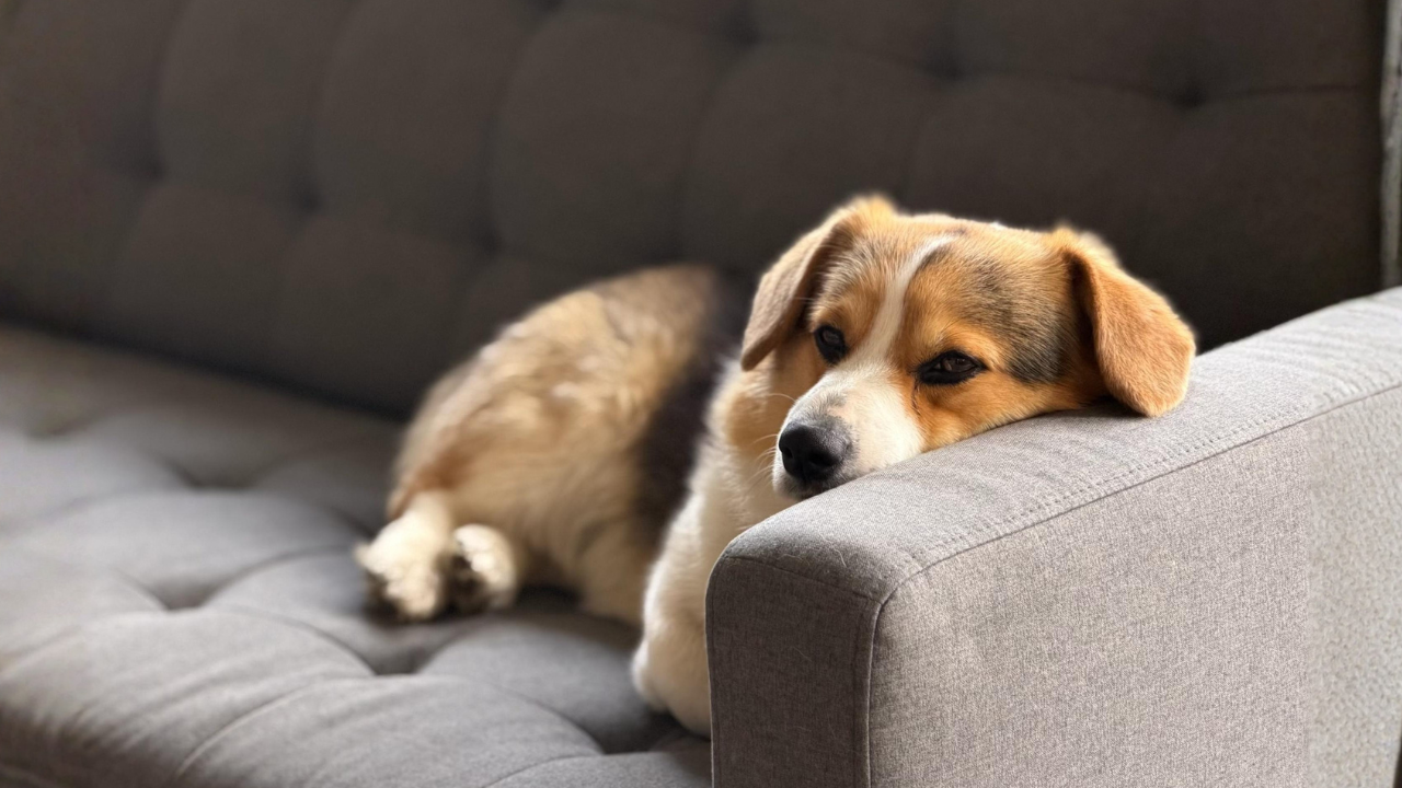 Müder Hund liegt entspannt auf einem Sofa und stützt den Kopf auf der Armlehne ab.