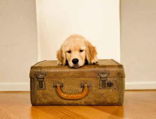 Reisekrankheiten beim Hund – kurz erklärt