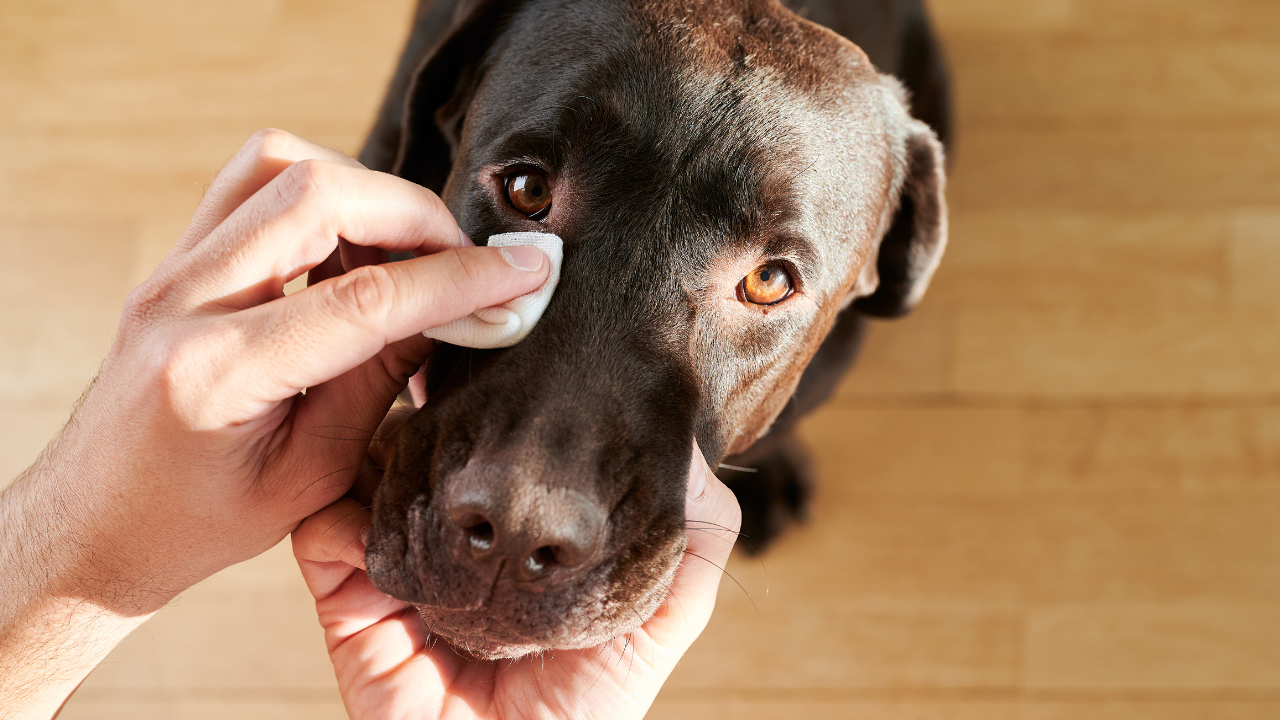 Eine Person reinigt vorsichtig das Auge eines Hundes mit einem Wattepad, während der Hund ruhig in die Kamera blickt.