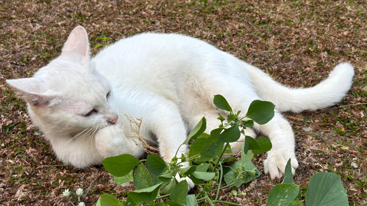 Weiße Katze leckt ihre Pfote im Garten – Symbolbild für Insektenstiche und allergische Reaktionen bei Katzen.