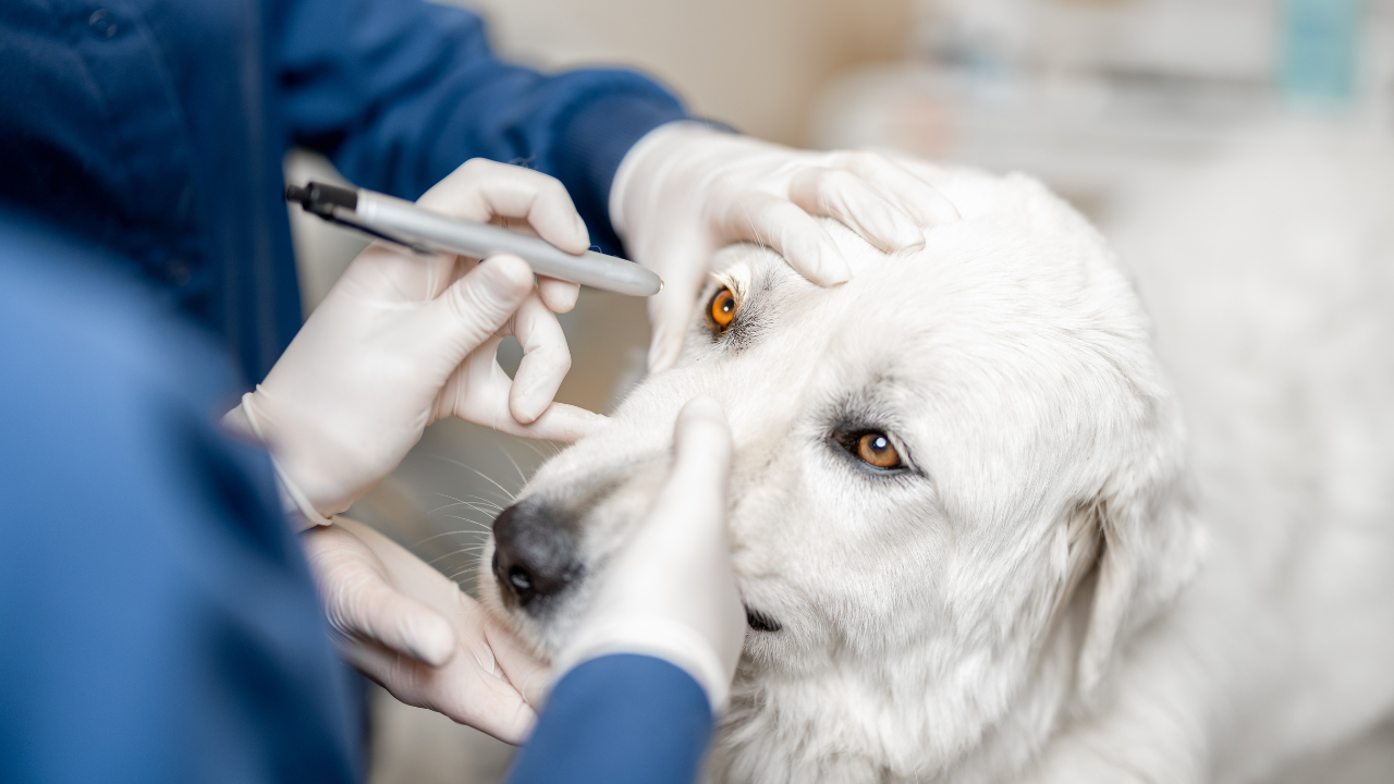 Tierärztliche Untersuchung des Auges eines weißen Hundes in einer Tierarztpraxis.