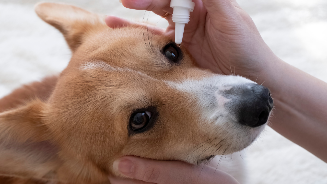 Eine Person verabreicht einem Hund vorsichtig Augentropfen, während sie seinen Kopf behutsam festhält.