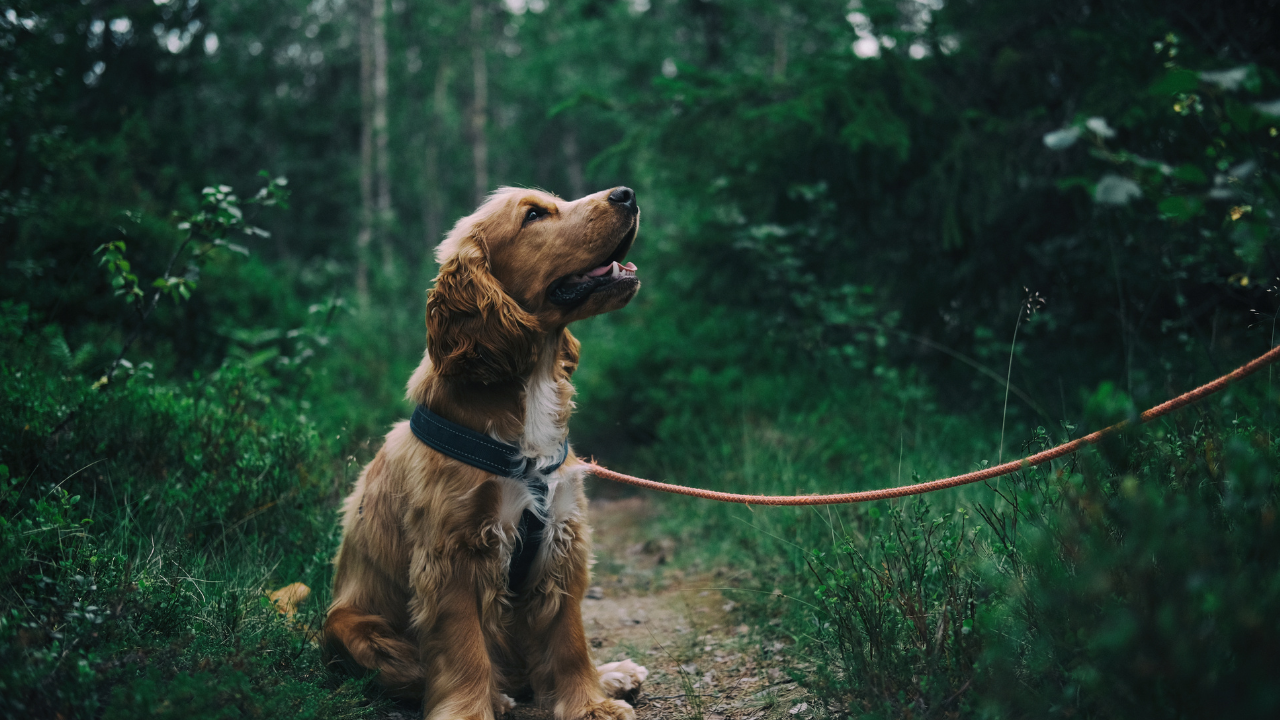 3_Wichtigste Reisekrankheiten beim Hund und wo sie vorkommen Hund sitzt angeleint auf einem Waldweg und blickt aufmerksam nach oben.