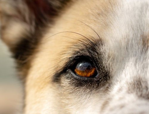 Bindehautentzündung beim Hund – was Du im Alltag (und im Sommer) wissen musst