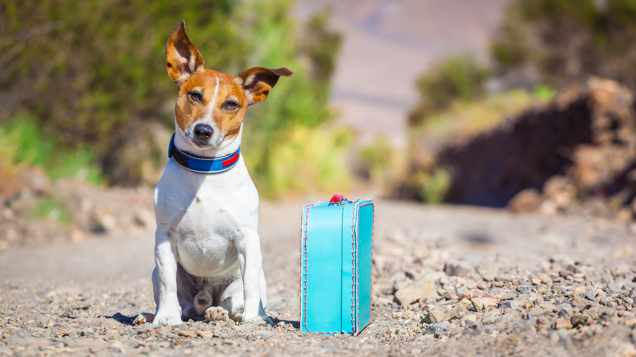 4_Symptome von Reisekrankheiten beim Hund Kleiner Hund sitzt neben einem türkisfarbenen Reisekoffer auf einem sonnigen Schotterweg.