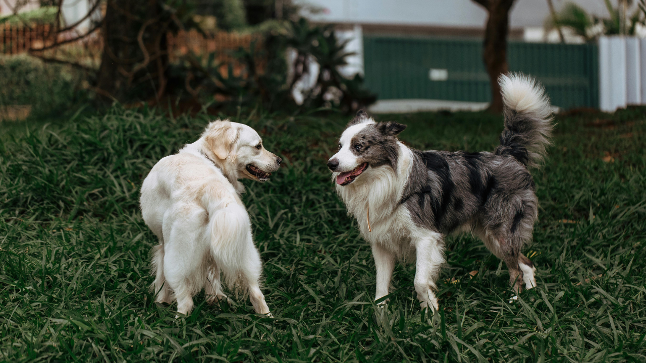 Zwei Hunde begegnen sich auf einer Wiese und beschnuppern sich beim gemeinsamen Spielen.