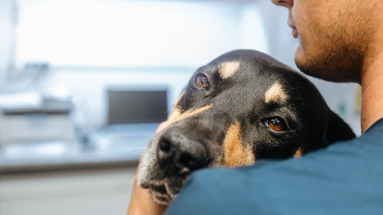 Hund wird in einer Tierarztpraxis von seinem Halter beruhigend im Arm gehalten.