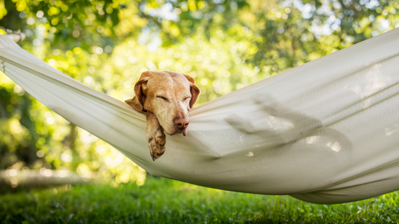 5_So schützt Du Deinen Hund vor Reisekrankheiten Hund schläft entspannt in einer Hängematte im Grünen an einem sonnigen Tag.